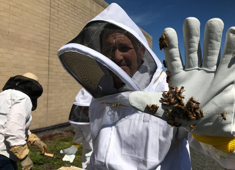 Oak Park Bee 2