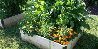 Community Garden 1