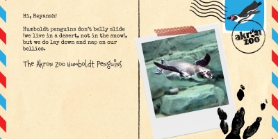Penguin Pen Pals 37