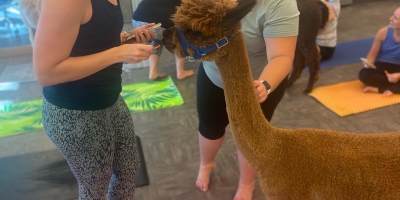 Alpacayoga